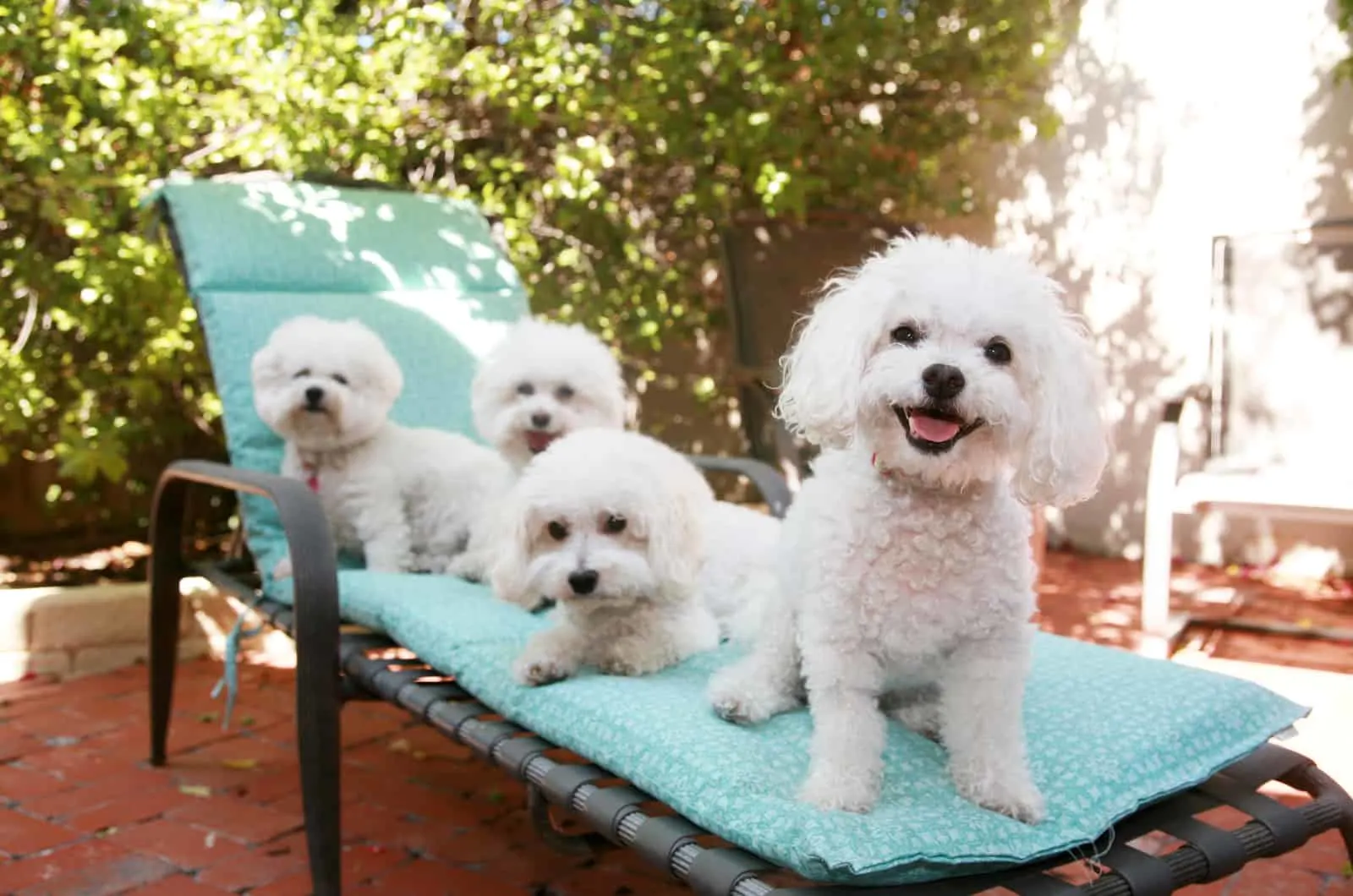 bichon frise dogs resting on a chair