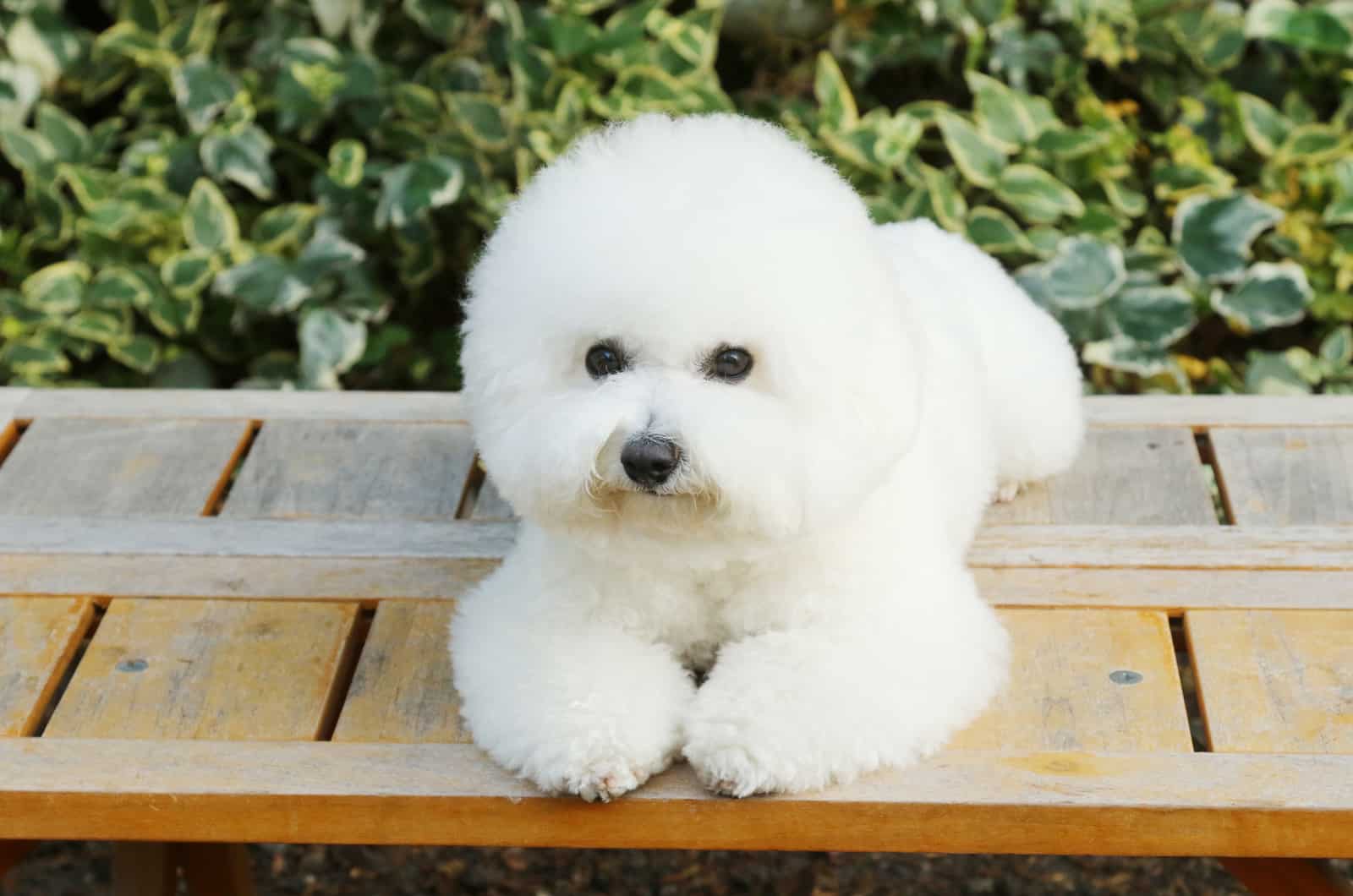 bichon frise posing