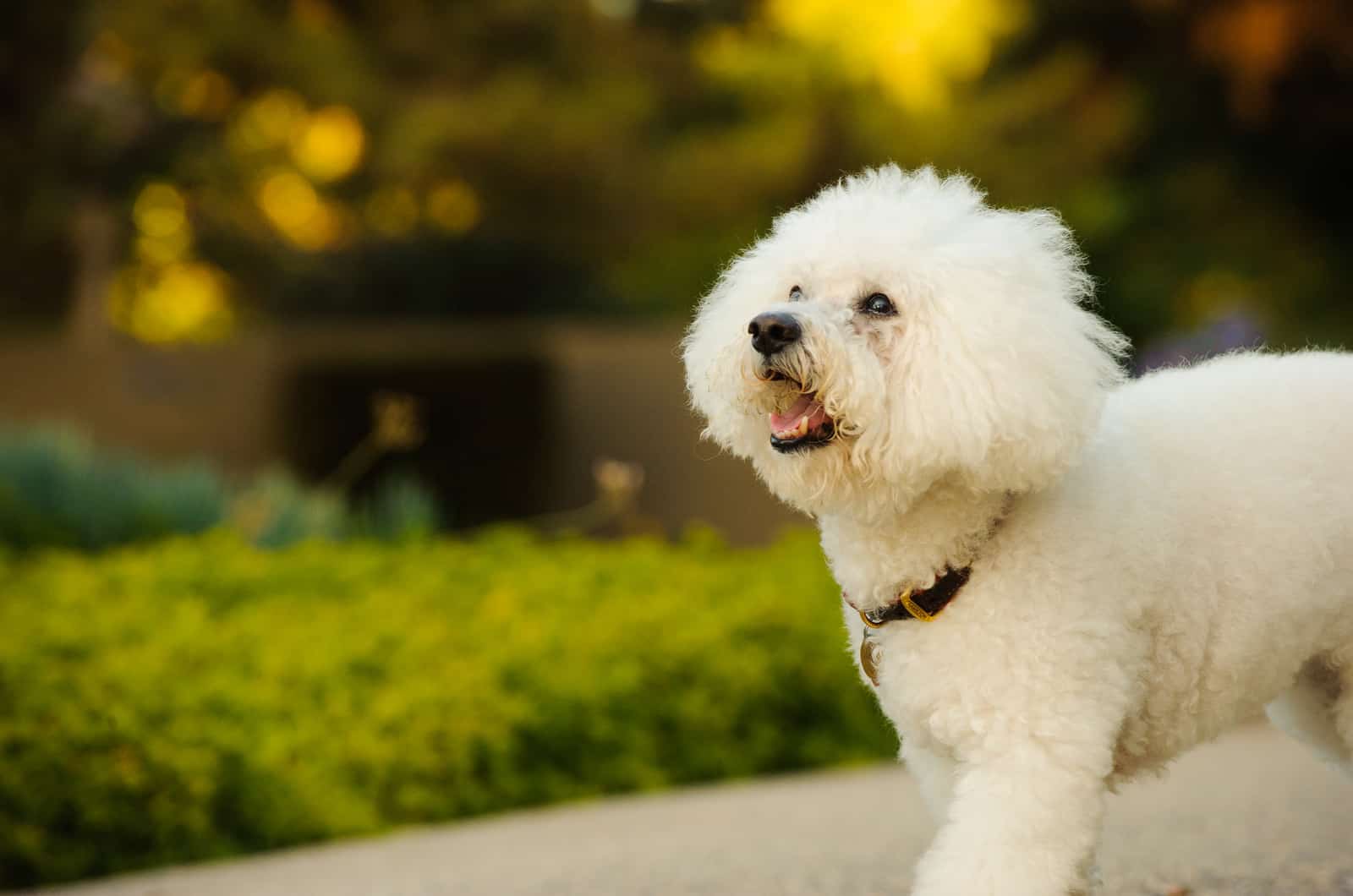 bichon frise walking