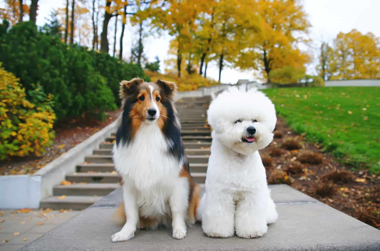 bichon frise with shepherd