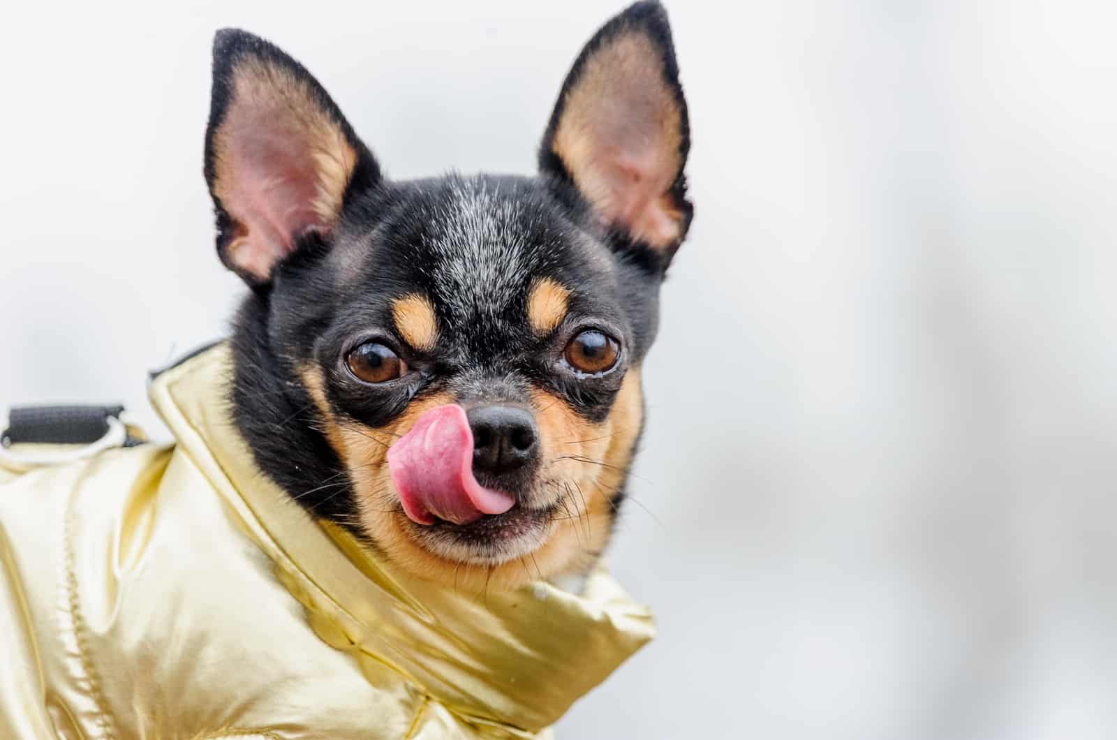 black and brown chihuahua