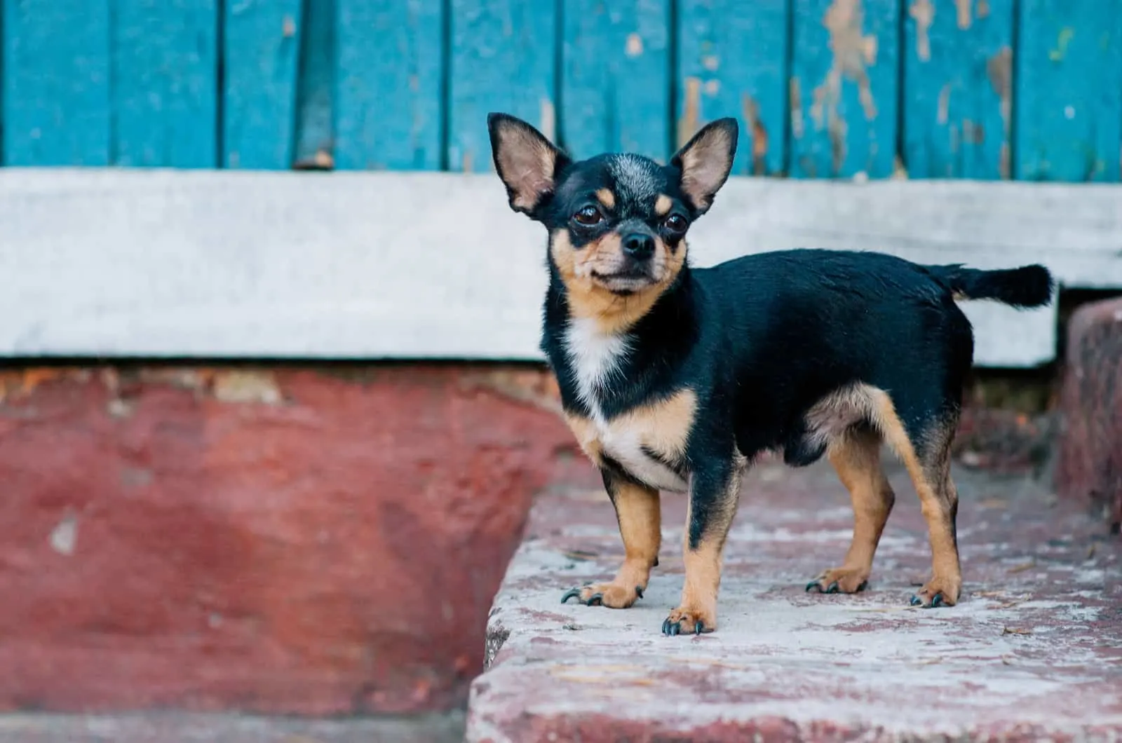 black and fawn chihuahua