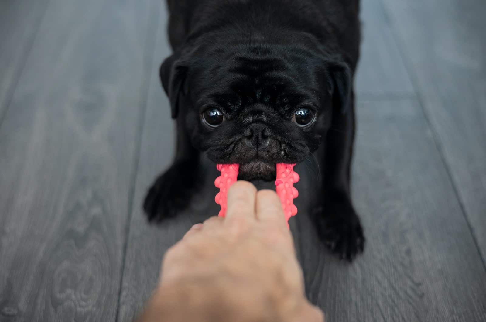 black pug tugging on a toy