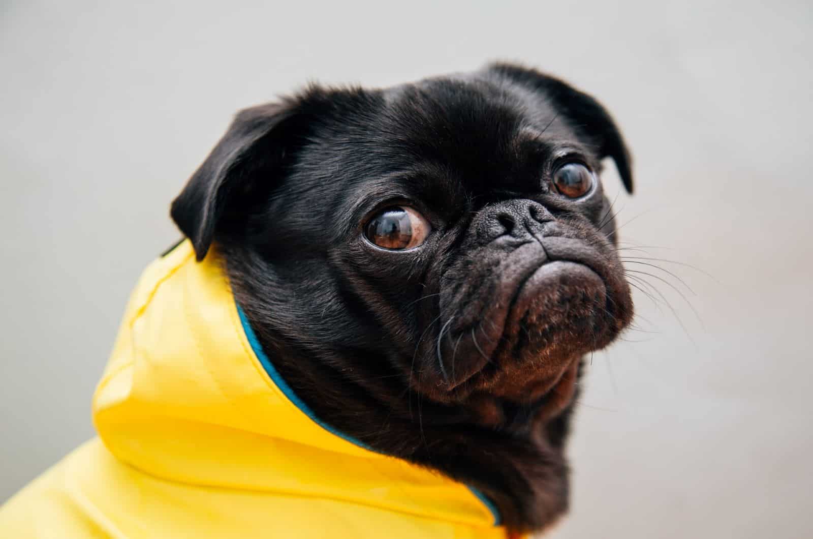 black pug with worried expression