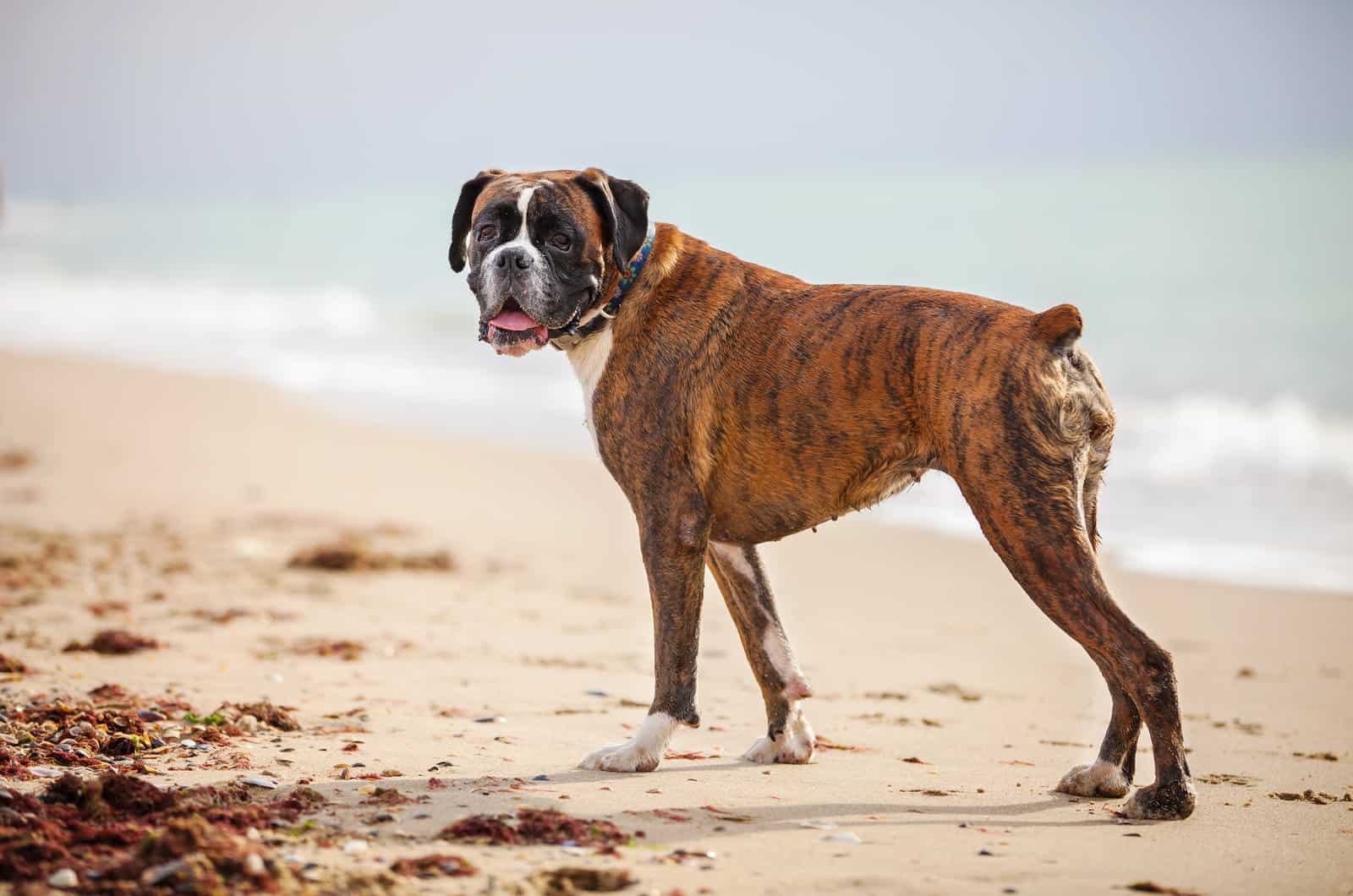boxer dog on a beach