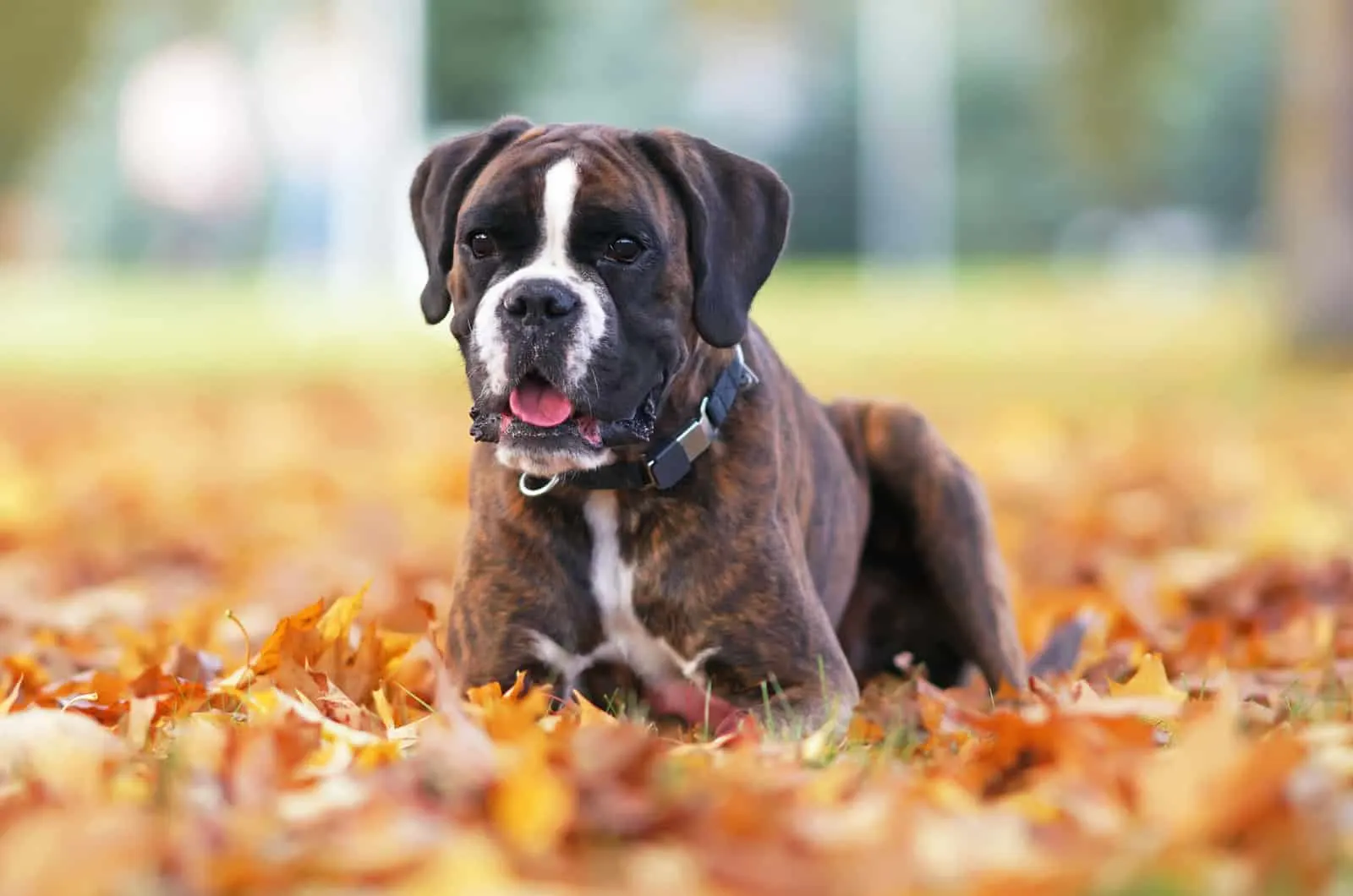 boxer lies in autumn leaves