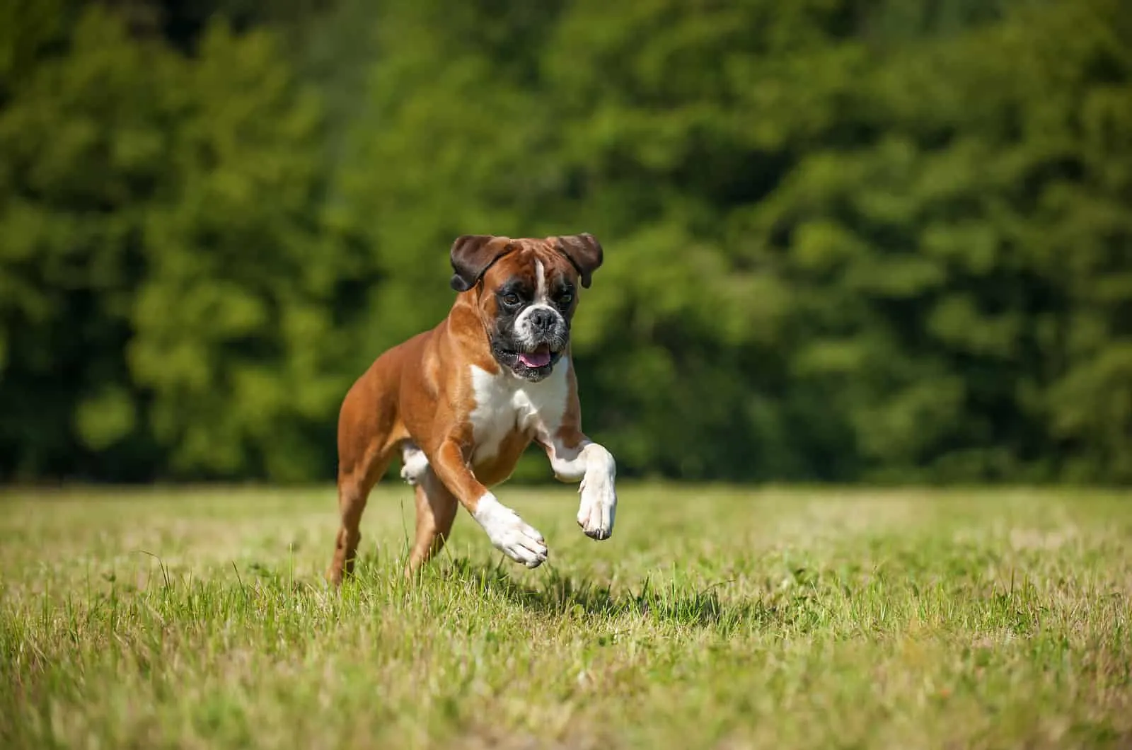 boxer running through field