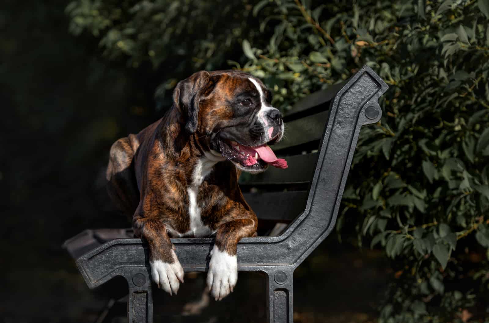boxer sitting on a bench