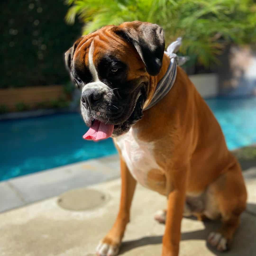 boxer standing by the pool
