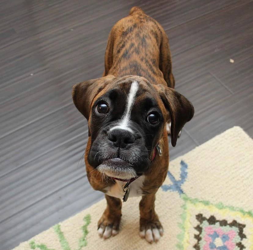 brindle boxer looking at the camera