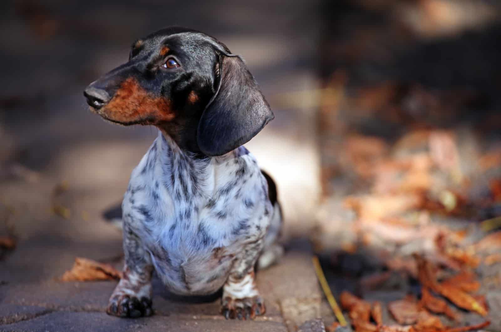 brindle dachshund