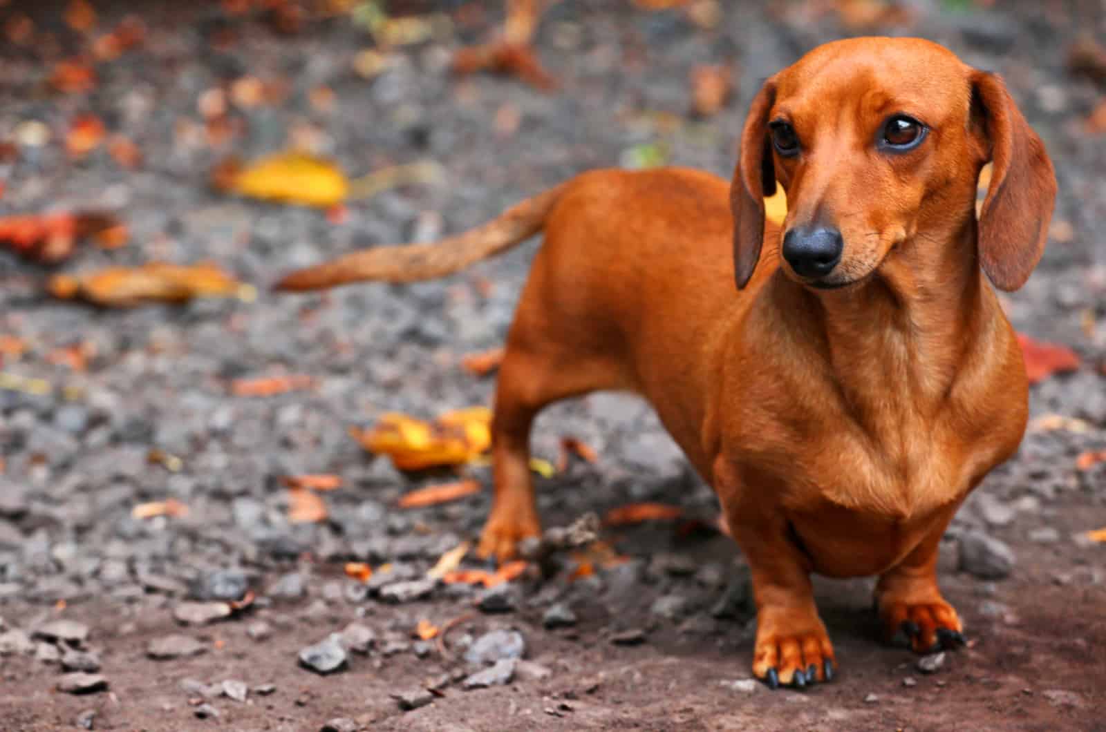 brown dachshund