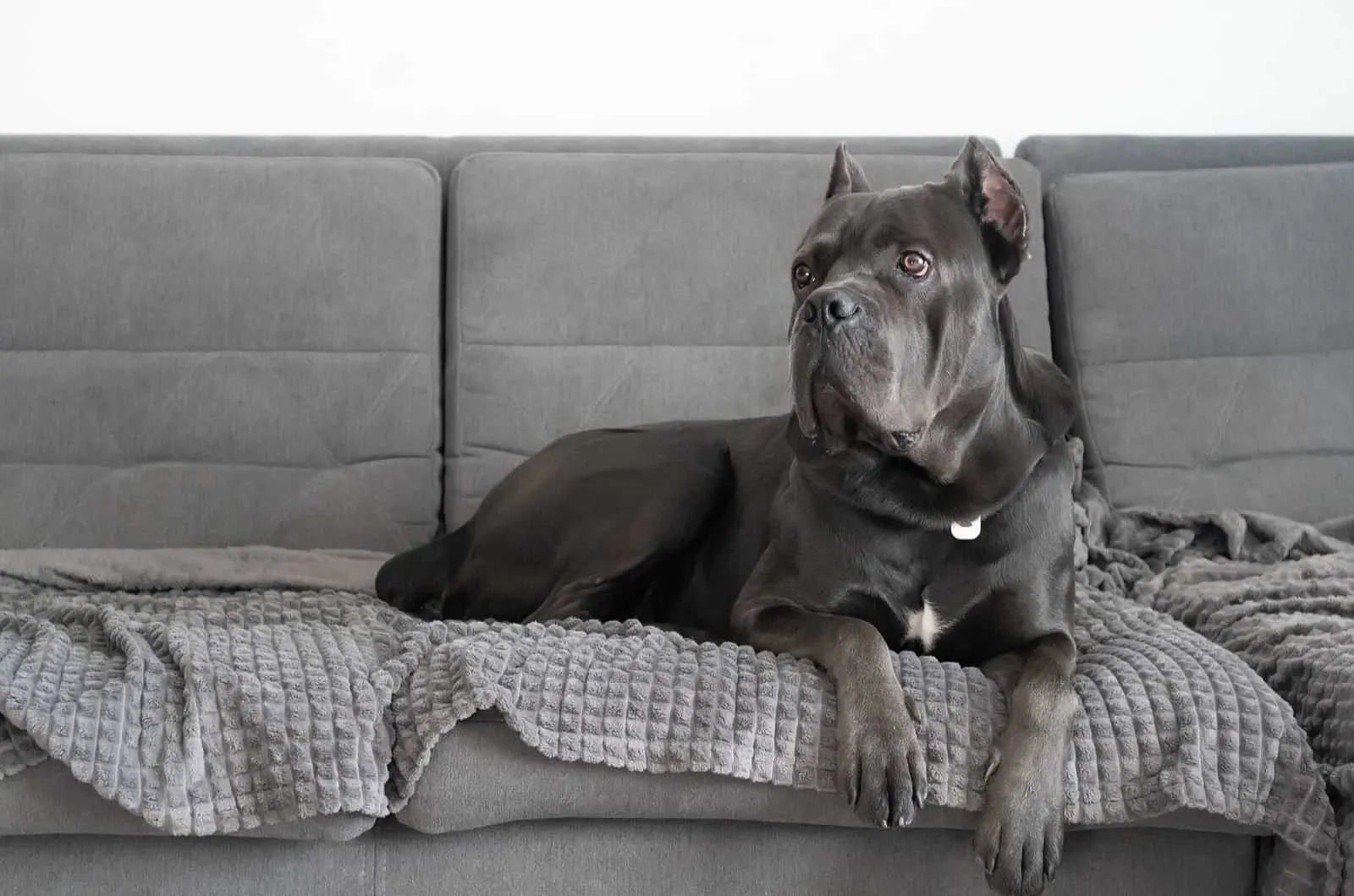 cane corso lying on couch