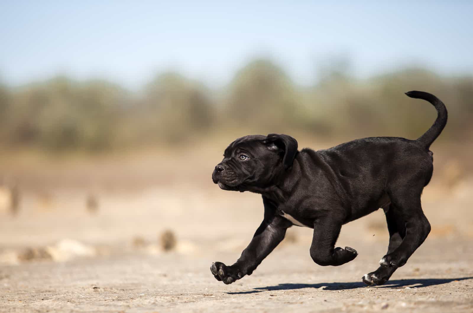 cane corso puppy running