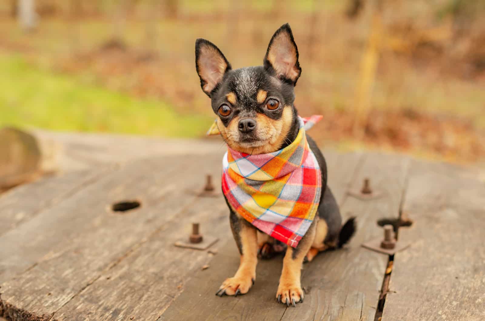 chihuahua with a bandana