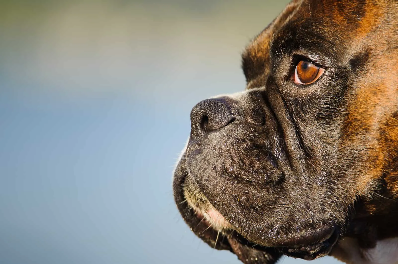 close-up photograph of a boxer dog's face