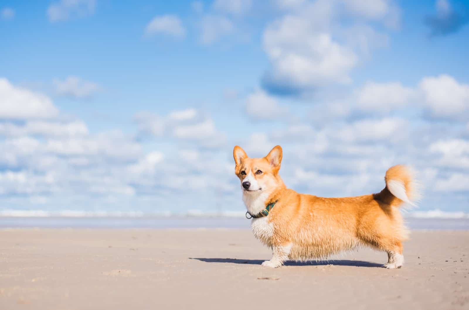 corgi puppy with sky in background