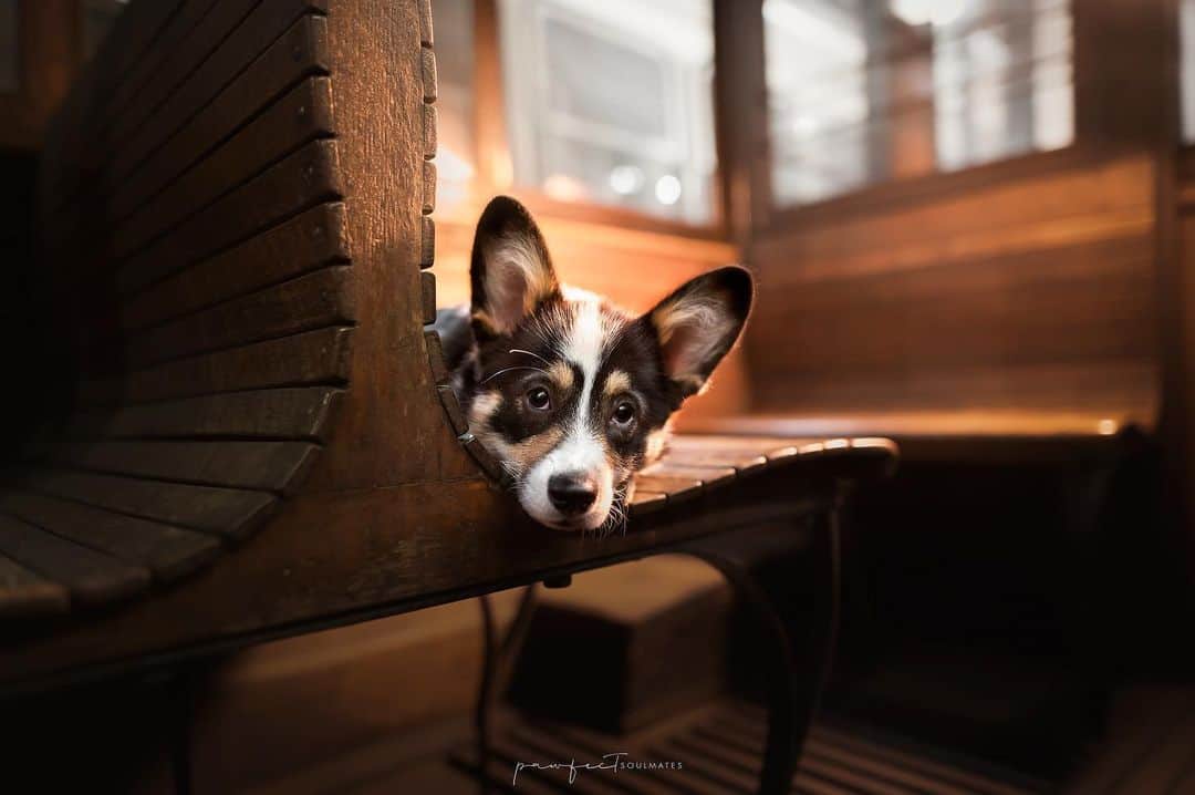 corgi resting on a bench