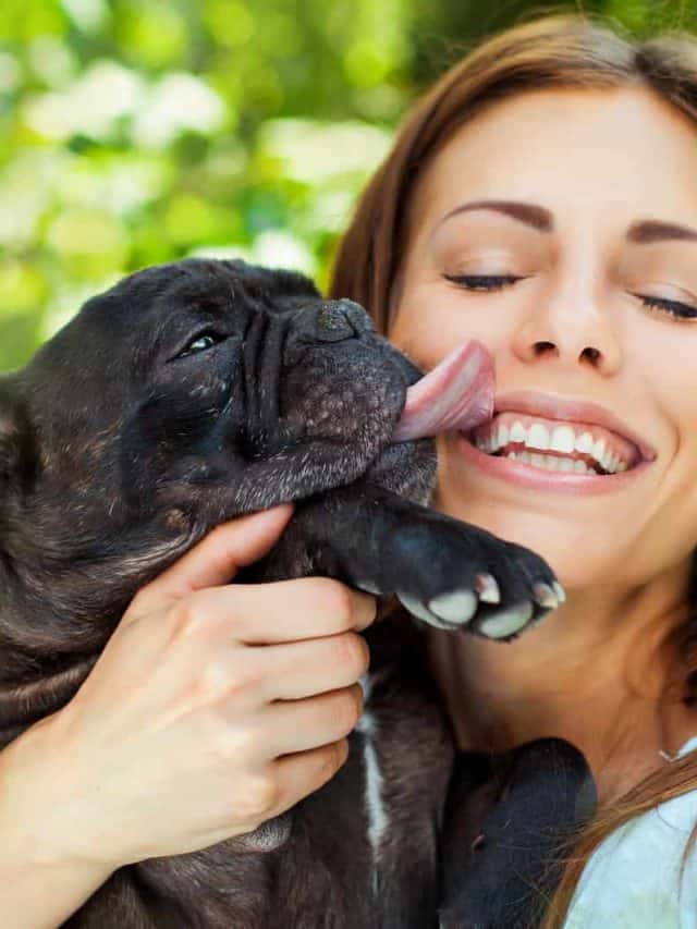 Why Does My Dog Lick My Hands? Find Out The Truth Here! PupVine