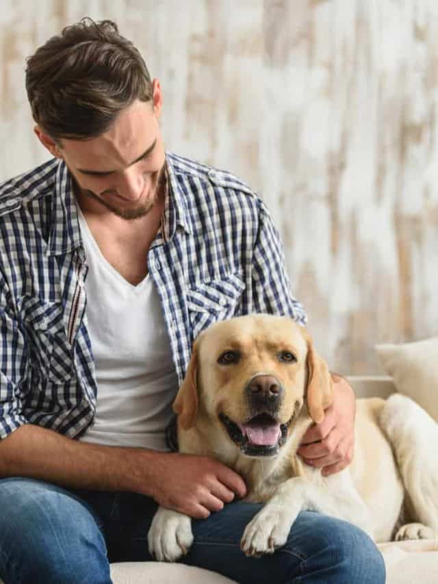 Why Does My Dog Lay On Me? 5 Biggest Reasons PupVine