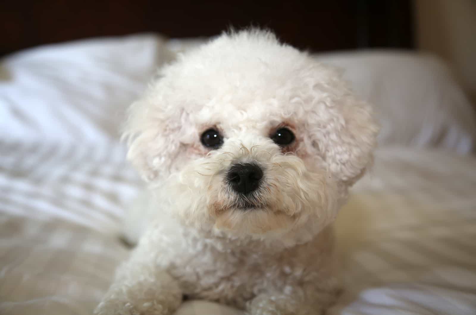 cute bichon frise dog