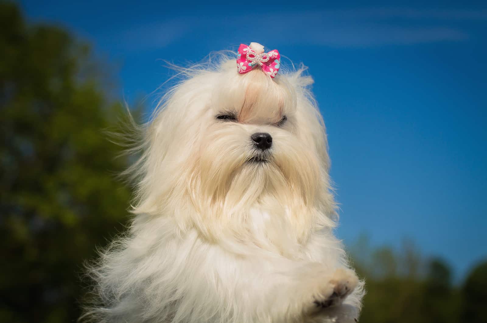 cute long-haired maltese dog