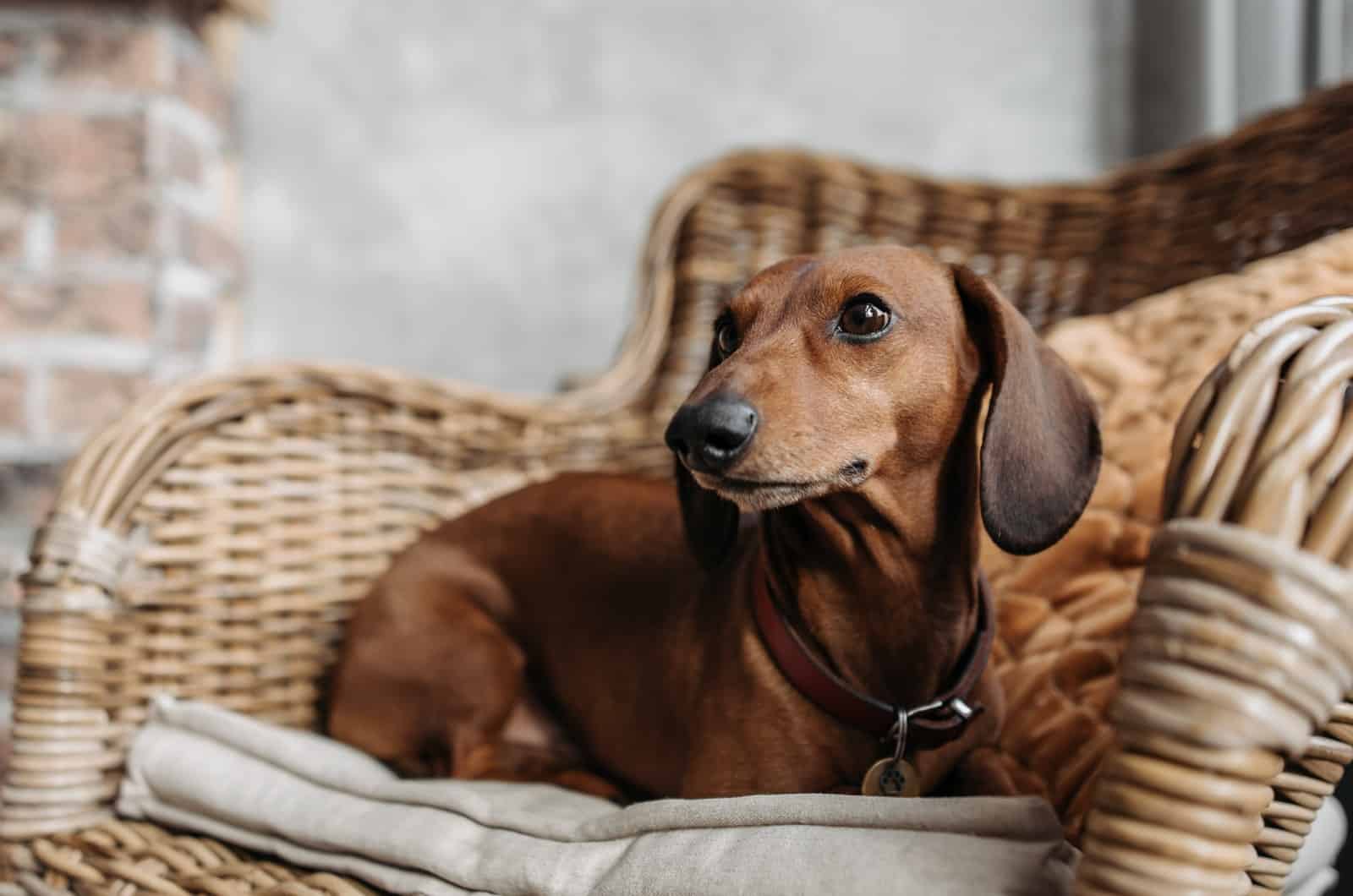 dachshund on a chair