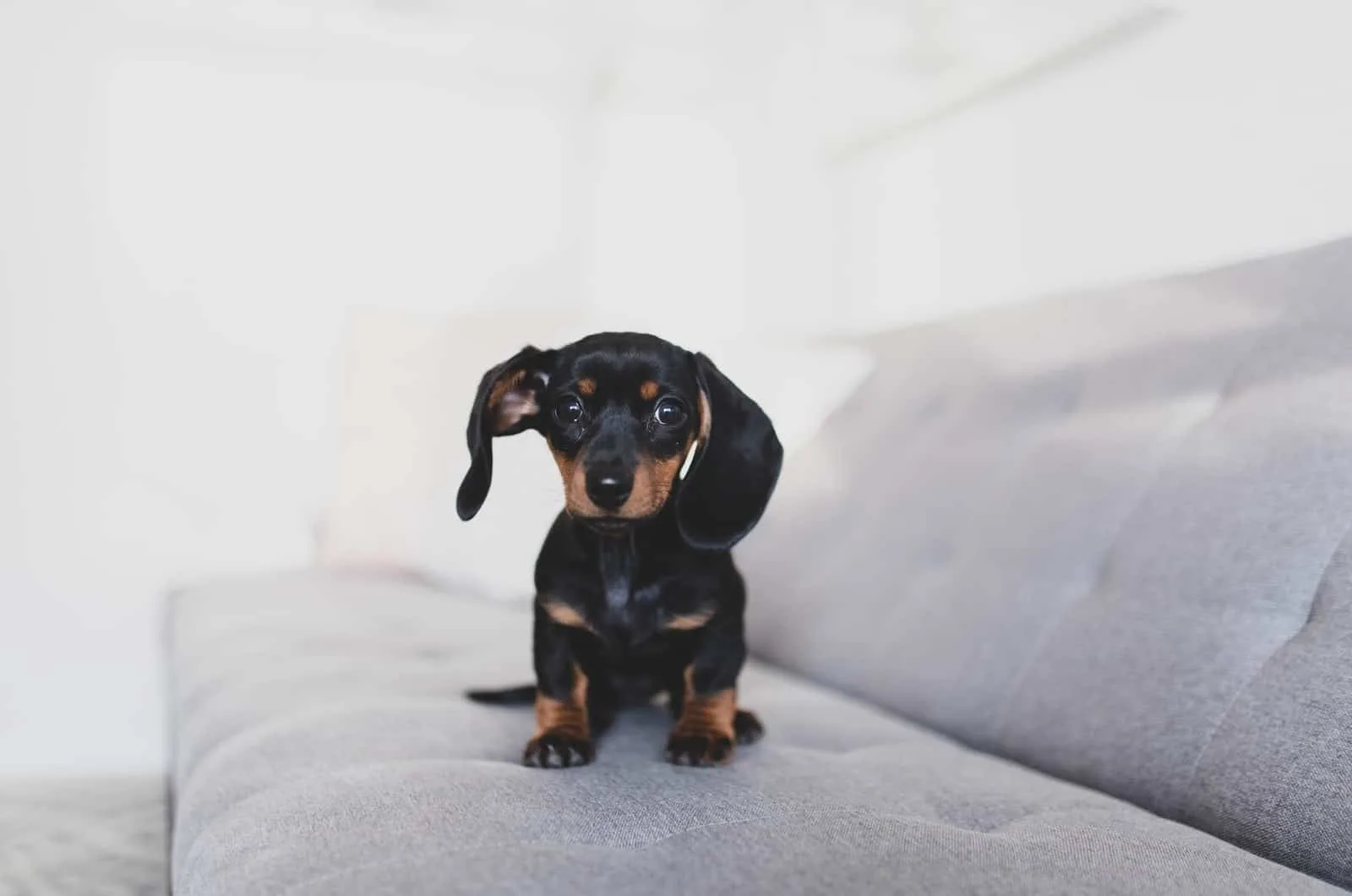 dachshund puppy on a couch