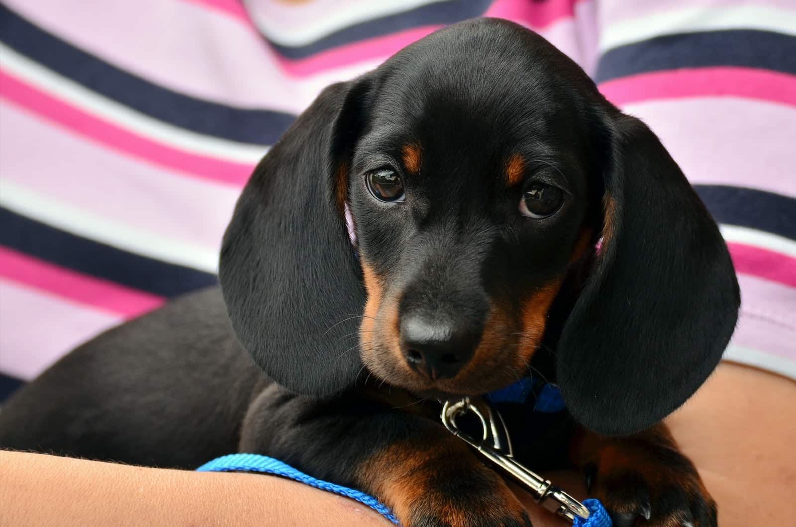 dachshund puppy