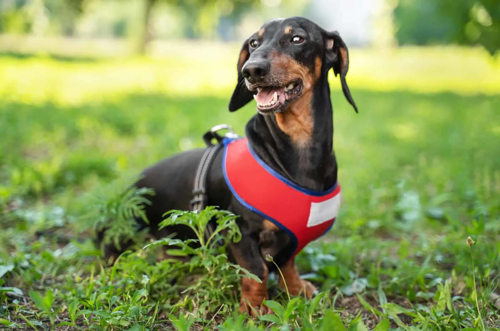 dachshund with red harness