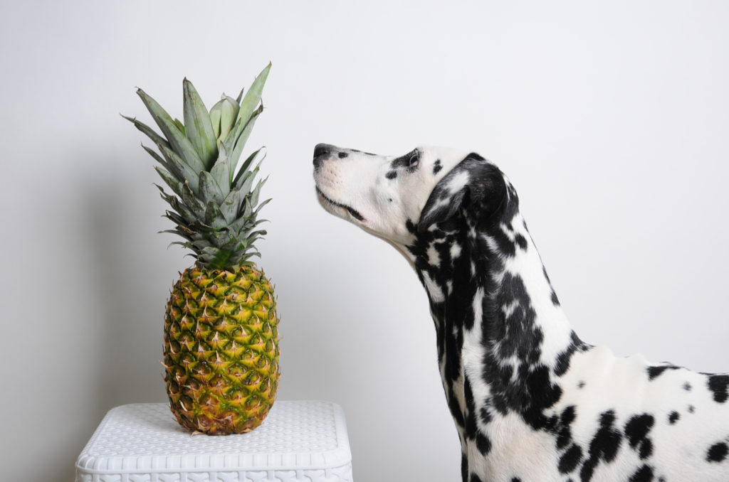 12 Best Dog Foods For Dalmatians Pongo & Perdita Approved