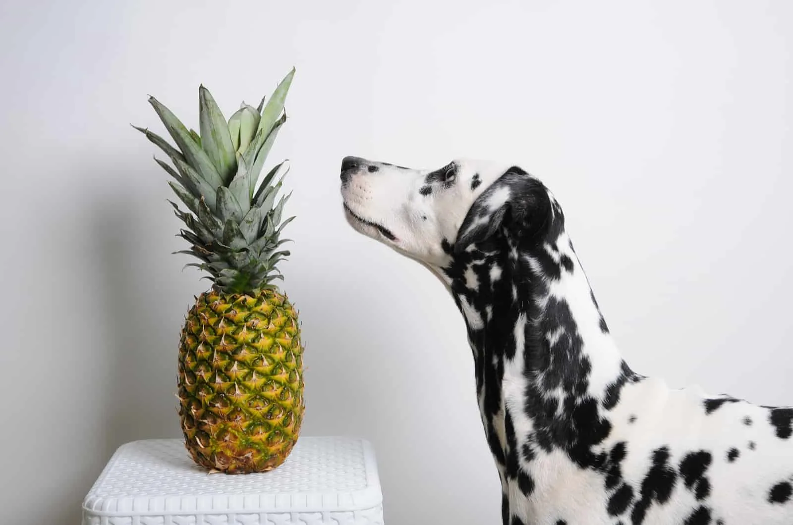 dalmatian looking at a pineapple