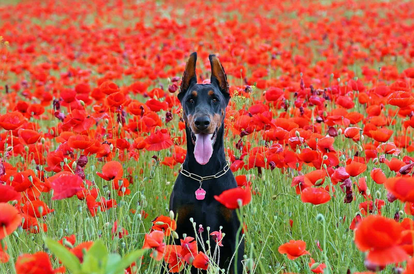 doberman in a field of poppies