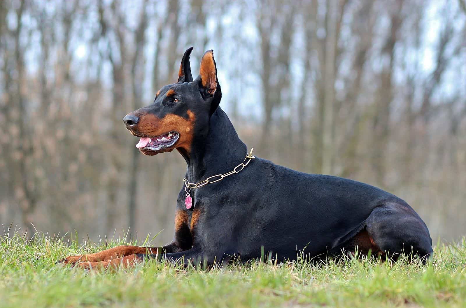 doberman lying down in grass