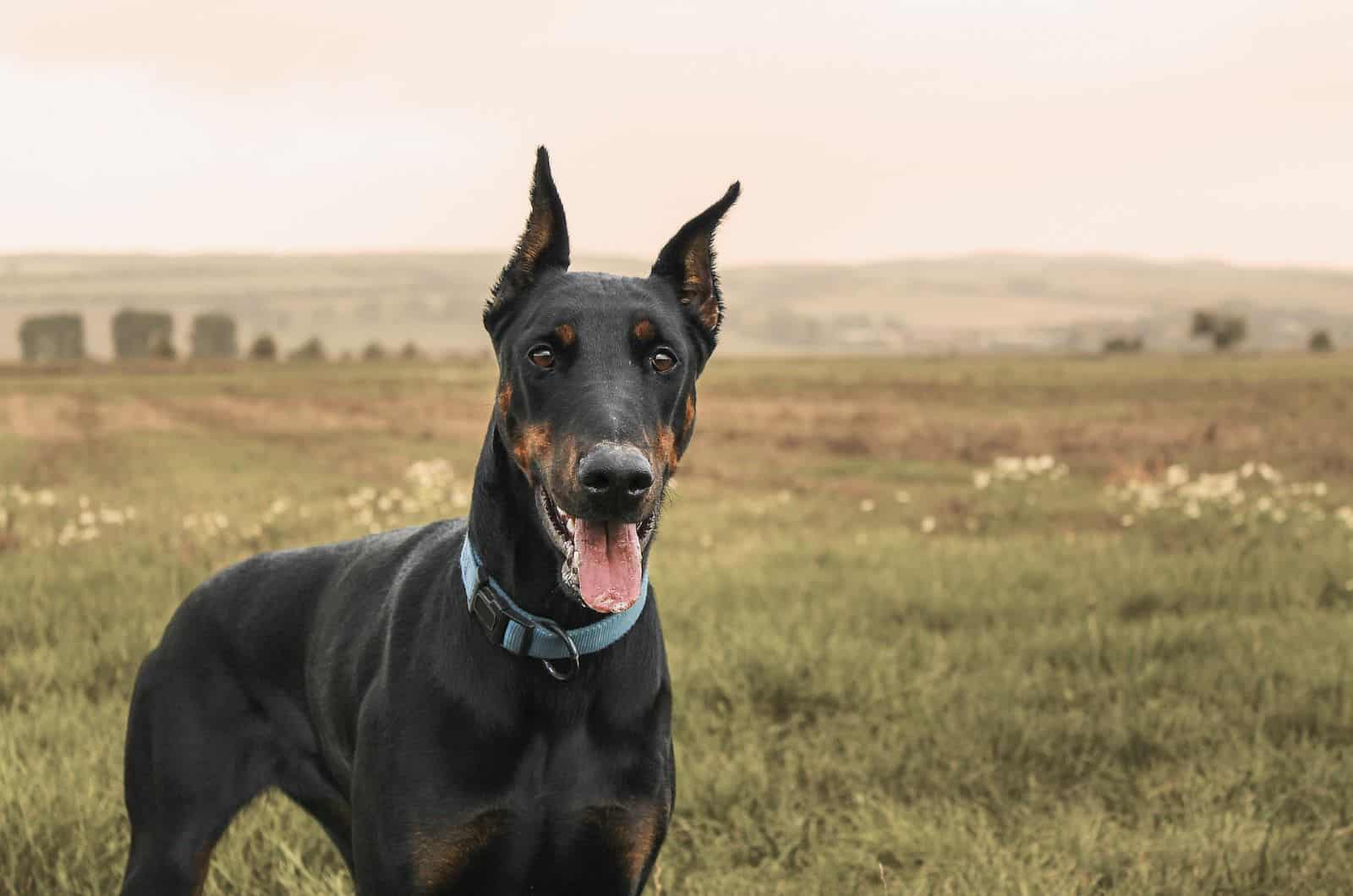 doberman outdoors