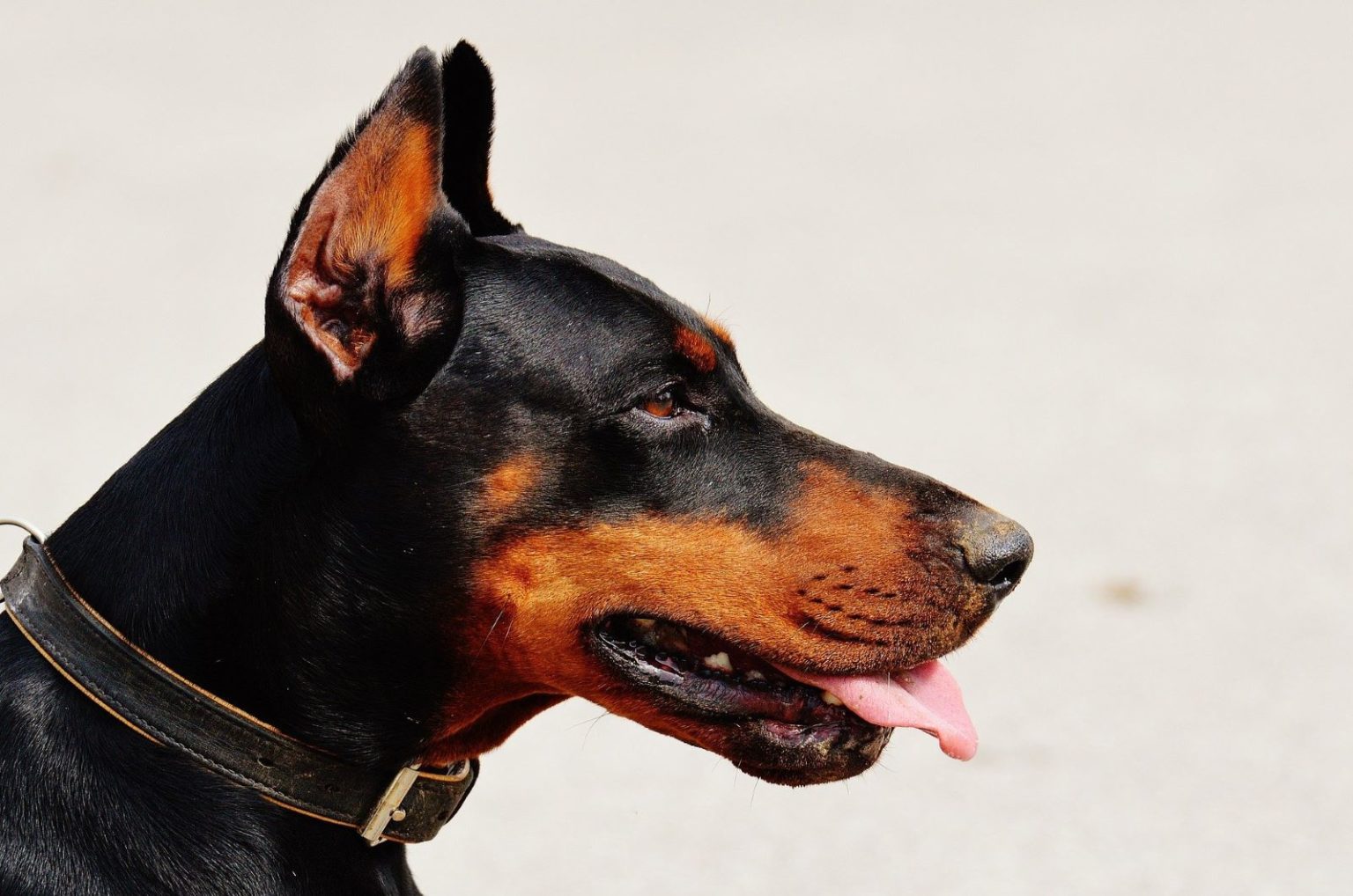 9 Doberman Breeders In California Choosing A Good Breeder