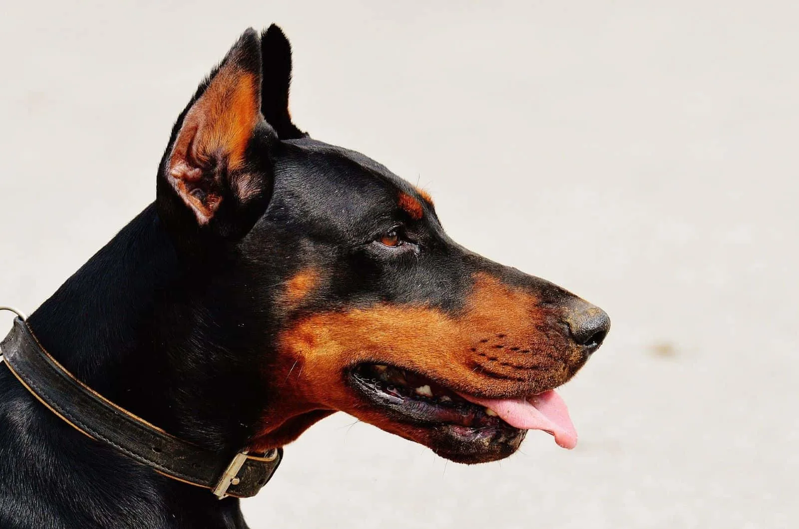 doberman side profile