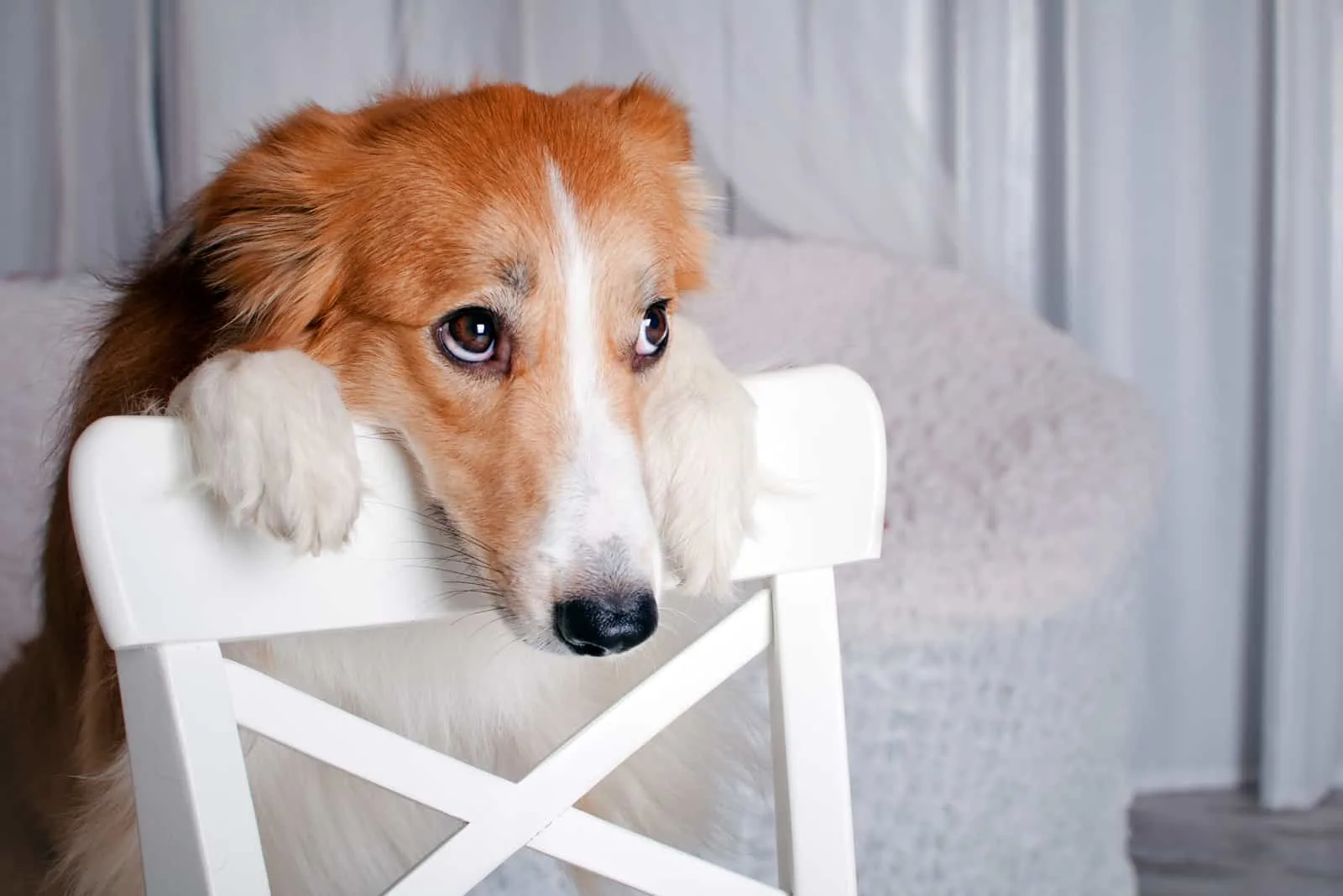 dog leans on a chair
