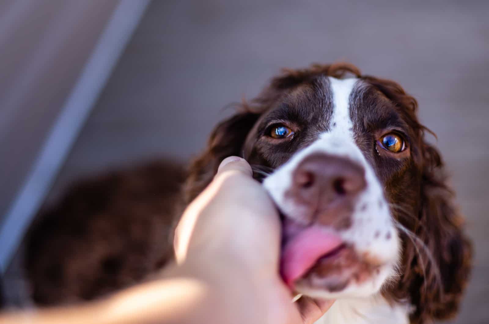 dog licking hand while being petted