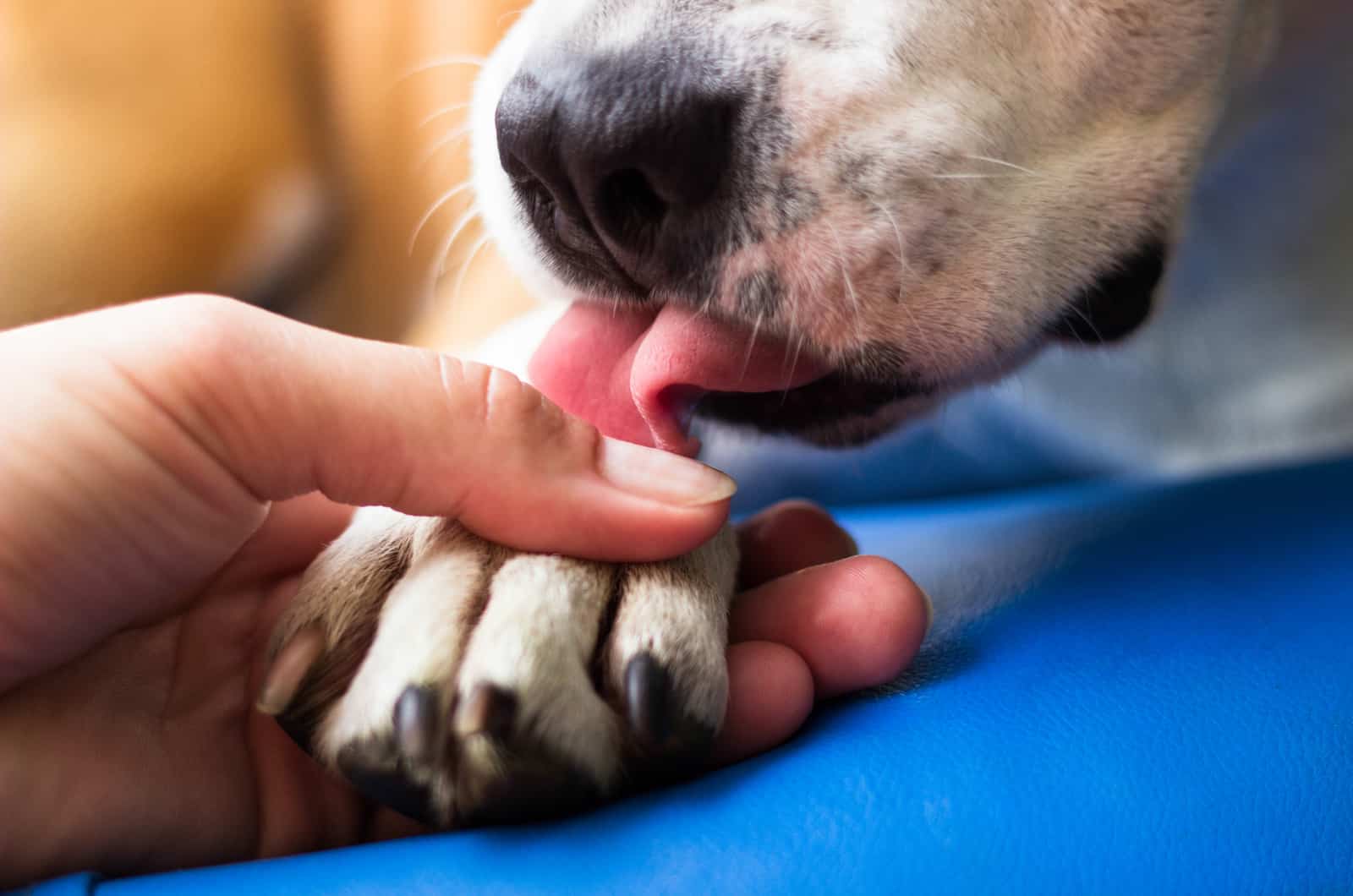 dog licking hand