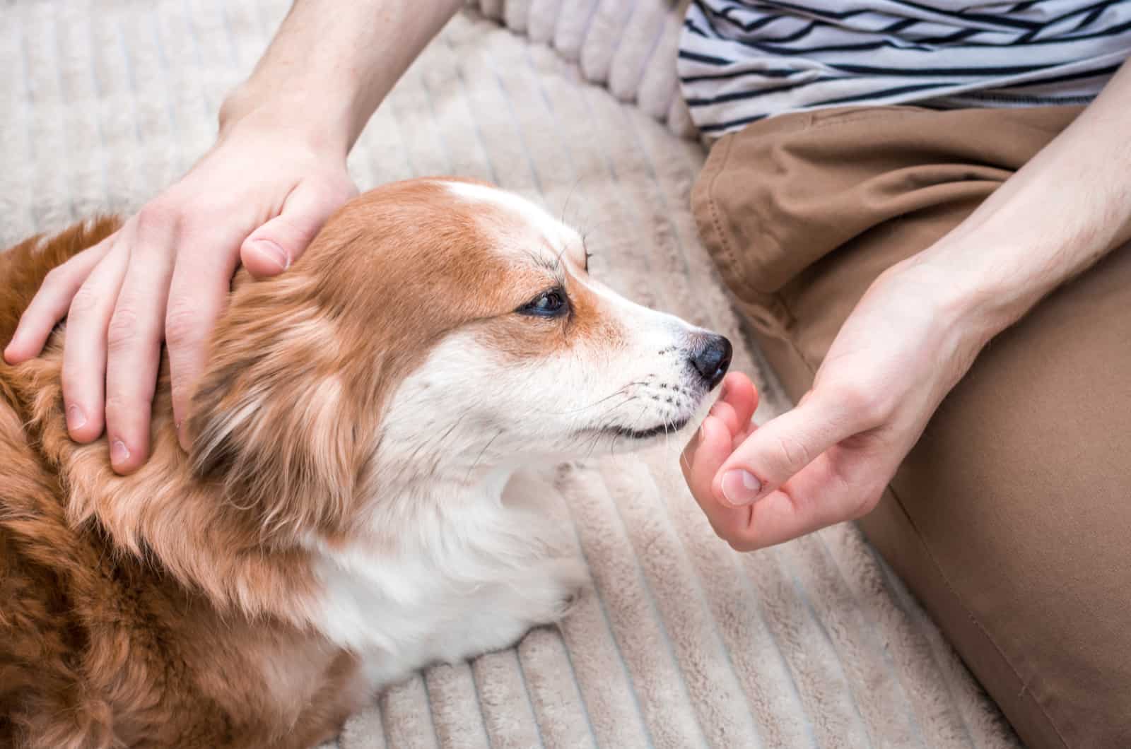 dog licks owners hand