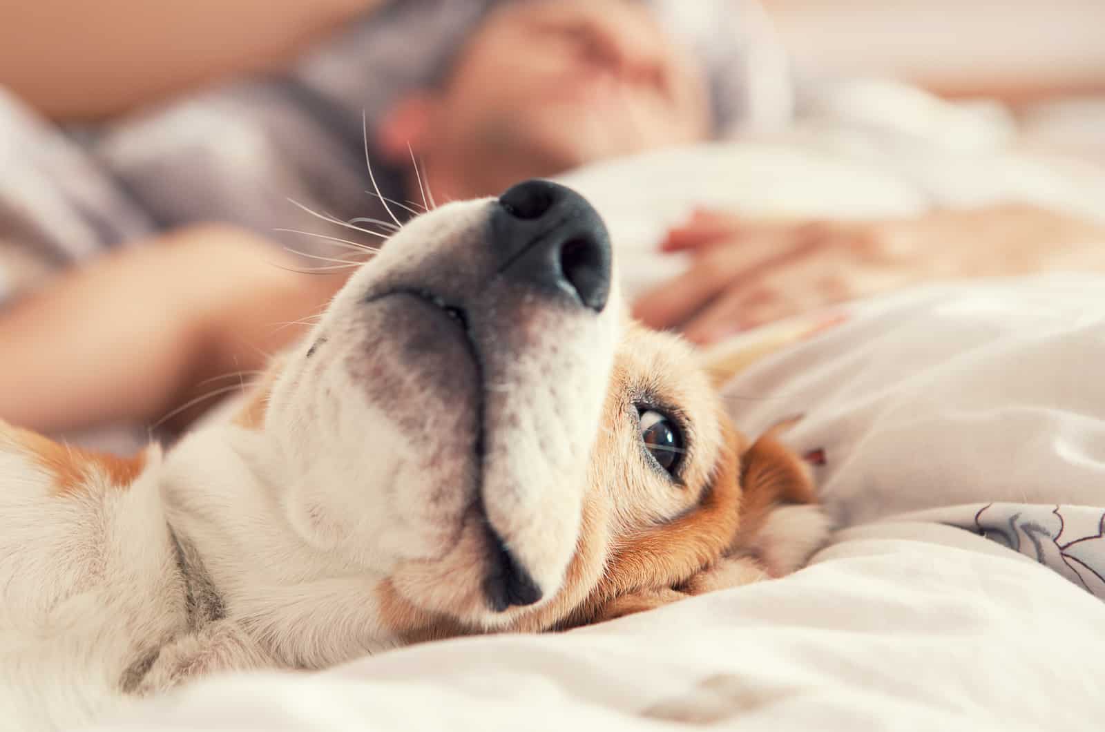 dog lying with owner in bed