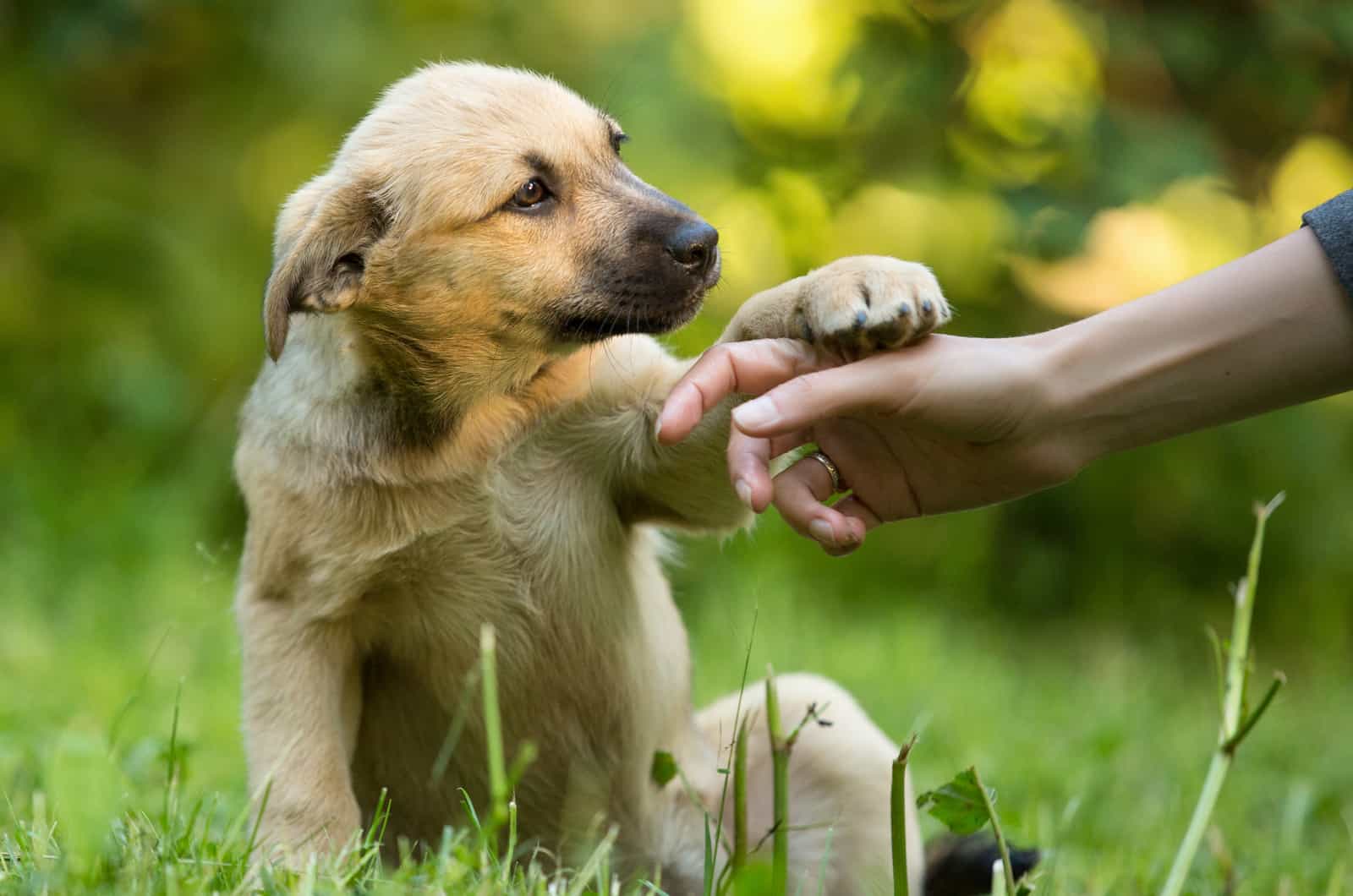 dog pawning owner hand