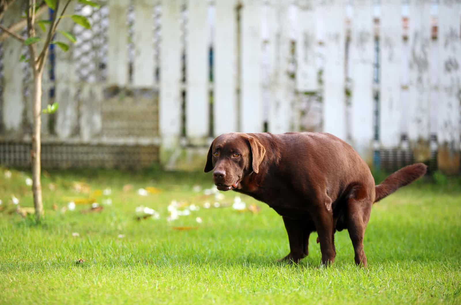 dog pooping on grass