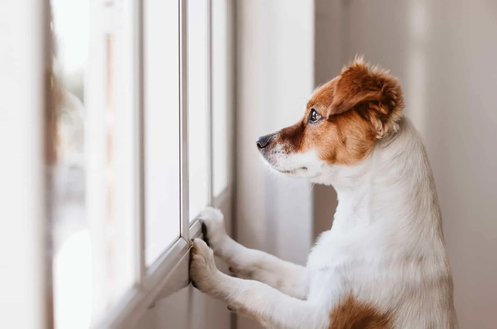dog standing on two legs looking through window