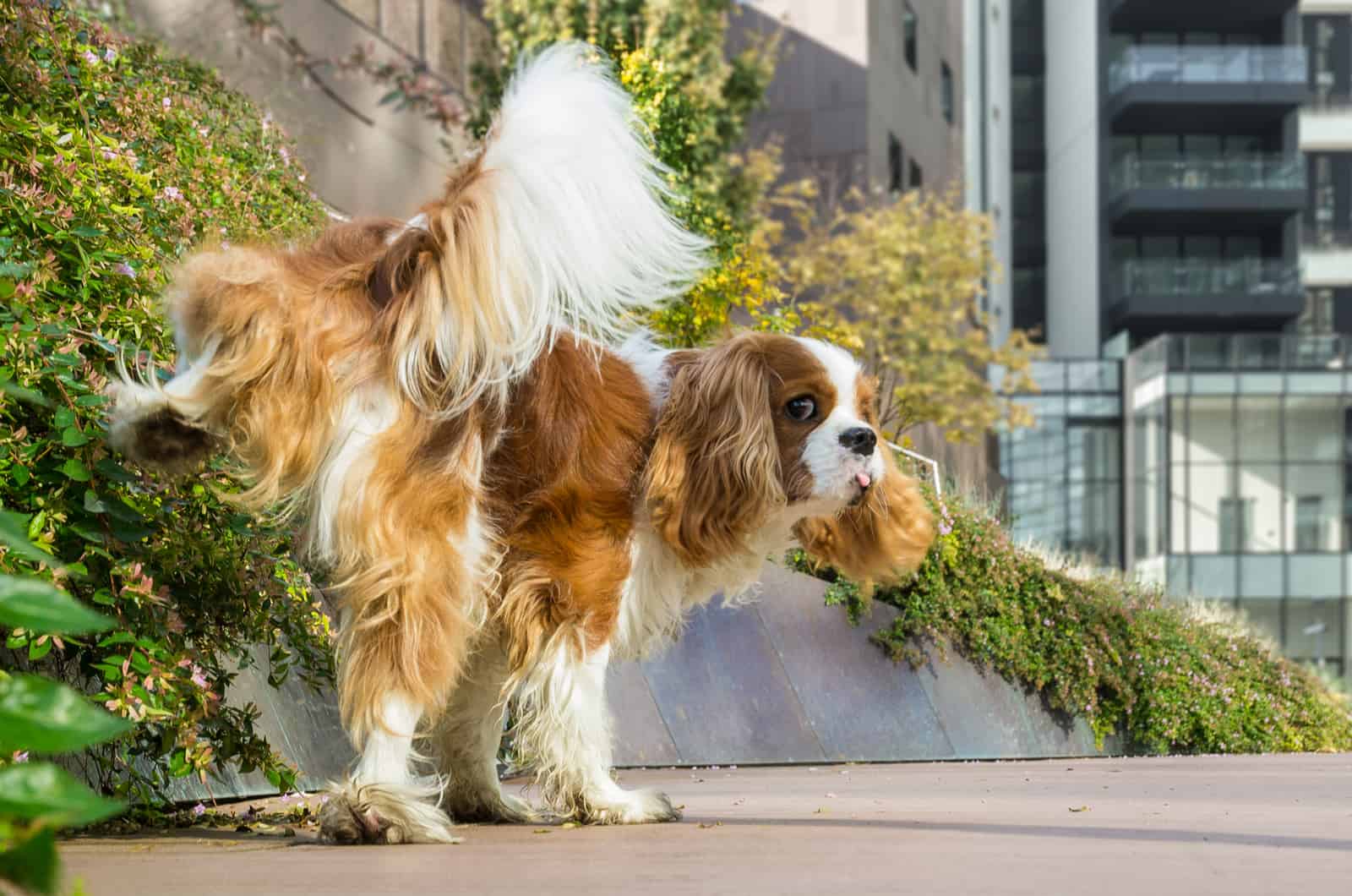 dog urinating on the street