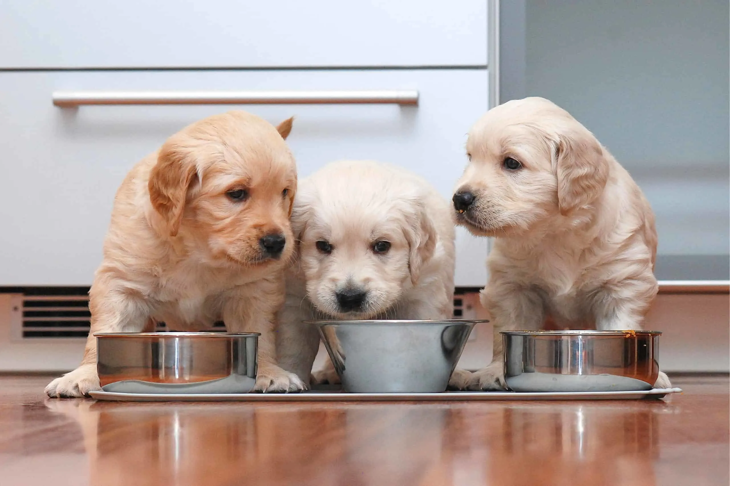 dogs eating in kitchen