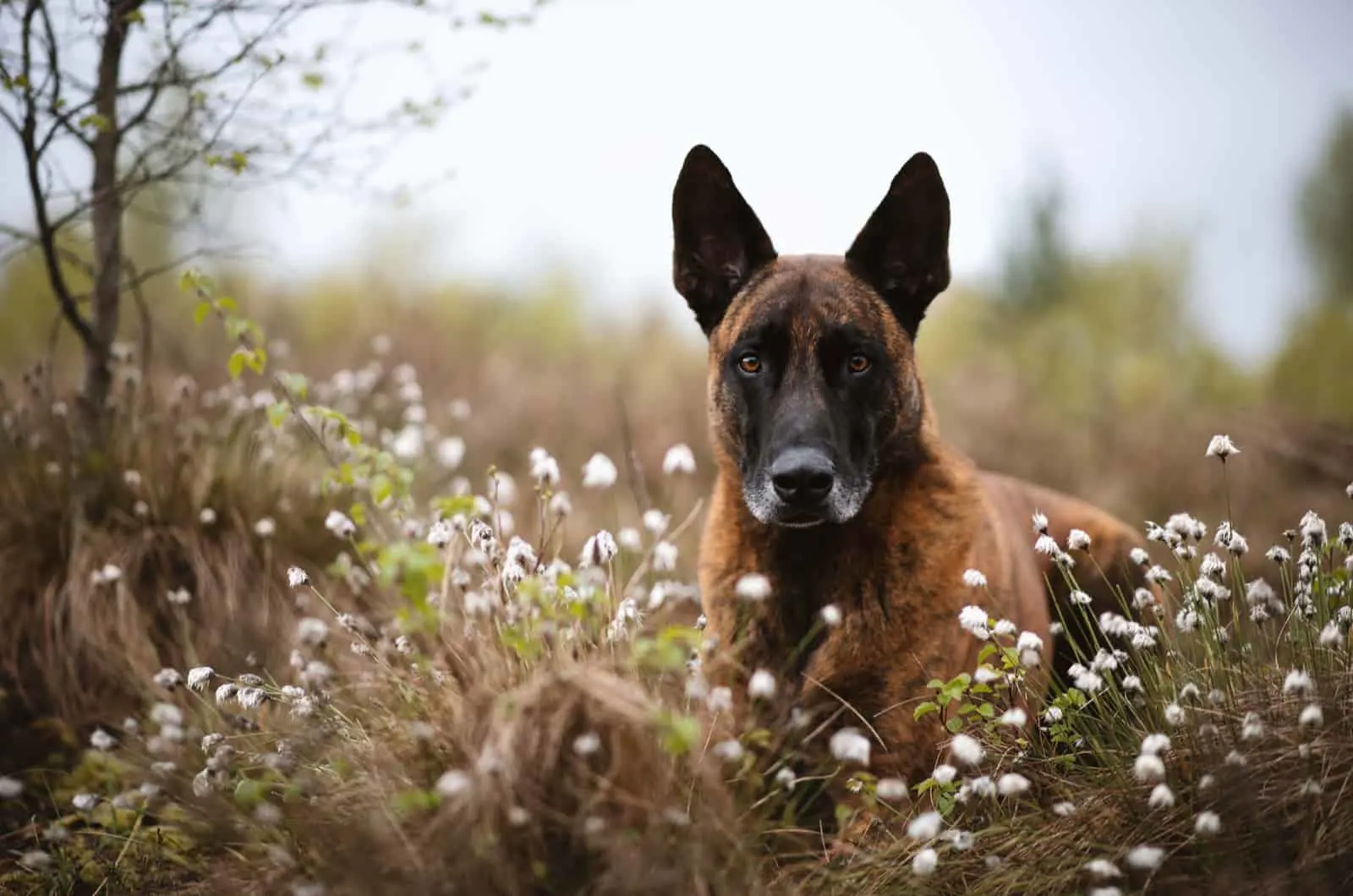 dutch shepherd in a field