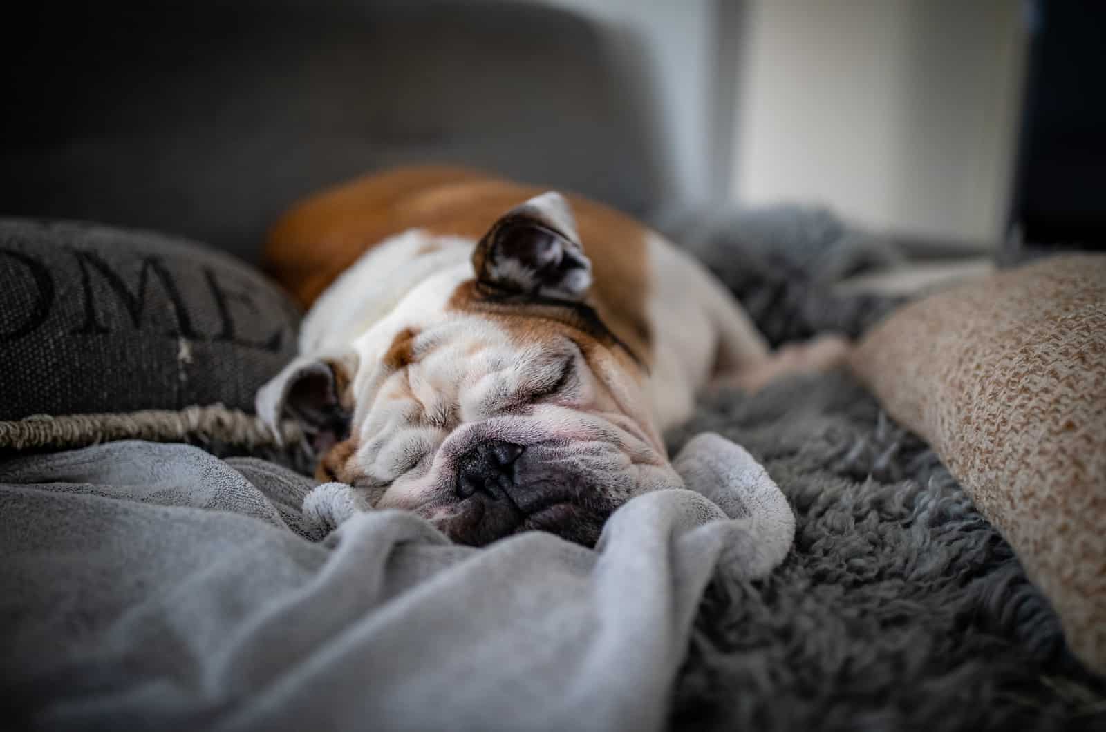 english bulldog sleeping