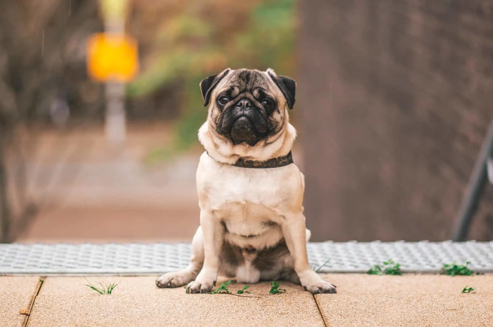 fawn pug photographed on the street